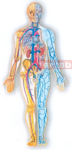 MAGNET-HANGING HUMAN BLOOD CIRCULATION SYSTEM MODEL